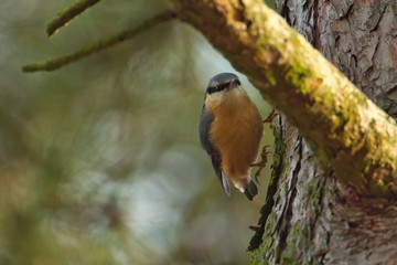 Ein Kleiber hüpft im Herbst einen Baumstamm entlang, Sitta europaea
