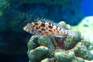 サンゴの上でポーズをキメる可愛いヒメゴンベ