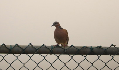 wild dove sitting on a fence