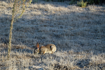 A wild hare in the Usa california