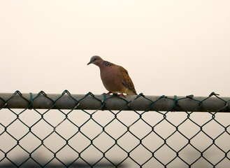wild dove sitting on a fence