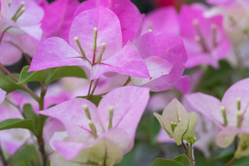 Pink flowers, bright, beautiful, background, blur, nature