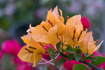 Beautiful fresh orange flower Natural blurred background