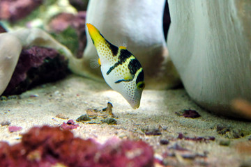 イソギンチャクのそばで砂の中から食べ物を探すシマキンチャクフグ