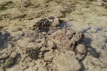 Korallen im flachen Wasser tropisches Meer