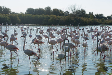 Pink flamingo of the Camargue, France