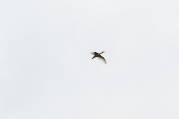 isolated Ibis bird flying in the sky in Australia