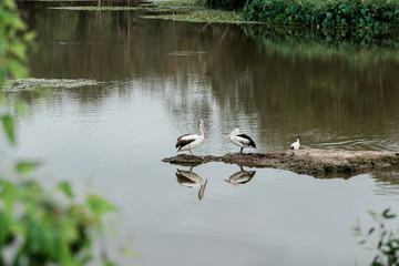 pelicans on a lake with their reflections,  Australia