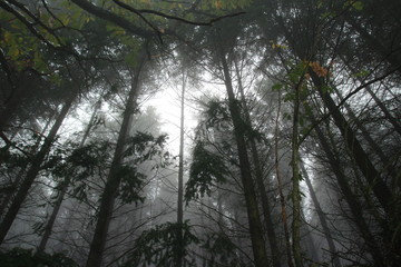 Foret dans la brume hivernale