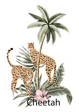 Cheetah, tropical palm tree, hibiscus and palm leaves illustration. Jungle composition.