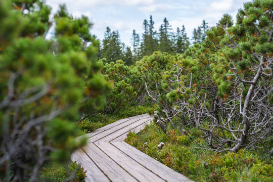 Wooden trail among dwarf pines on Rogla plateau, Slovenia