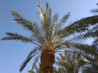 Masada National Park, Israel December 23th 2019 - Palms