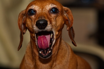 Portrait of an elderly wise dachshund.