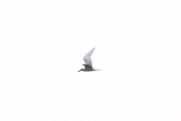 seagull flying in the sky