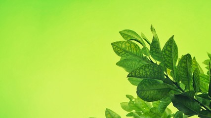background with green leaves