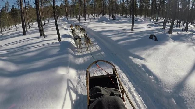 riding a husky sledge through a snowy winter forest in lapland with a blanket