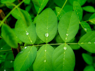 Rain Drops Perched on The Butterfly Pea Leaves