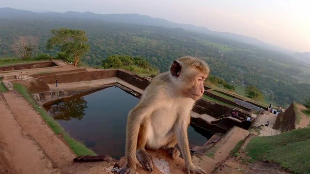 Nice animal on the mount in Sri Lanka