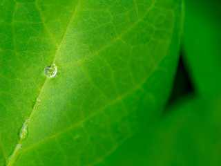 Rain Drops Perched on The Blue Pea Leaves