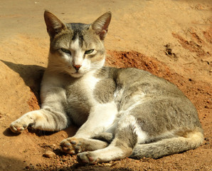 A beautiful cat sitting on the sunlight in winter season