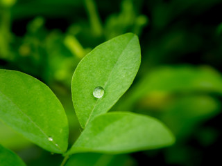 Circle Rain Drops Perched on The Blue Pea Leaves