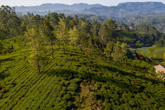 Aerial View Of A Plantation And People Picking Tea On The Island Of Sri Lanka