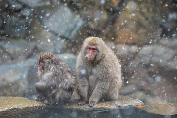 Naklejka premium The Japanese macaque, also known as the snow monkey