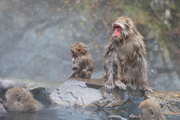 The Japanese macaque, also known as the snow monkey 