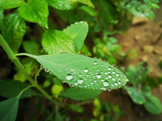 dew on a leaf