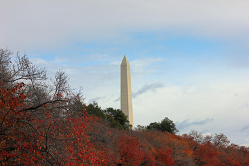 Fototapeta na wymiar Washington Monument juts out from behind trees