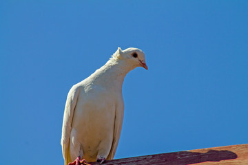 White dove on the roof of the house.