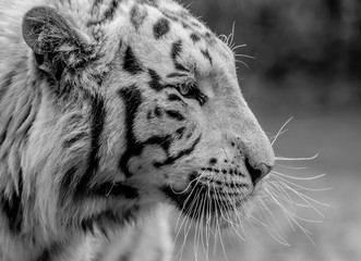 portrait of a white Bengal tiger in black and white