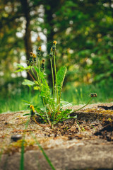 Dandelions pushing through cement