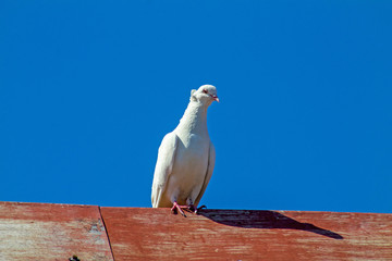 White dove on the roof of the house.