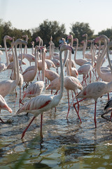 Obraz premium Pink flamingo of the Camargue, France