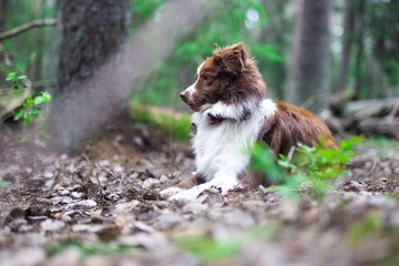 Dog lying in the forest