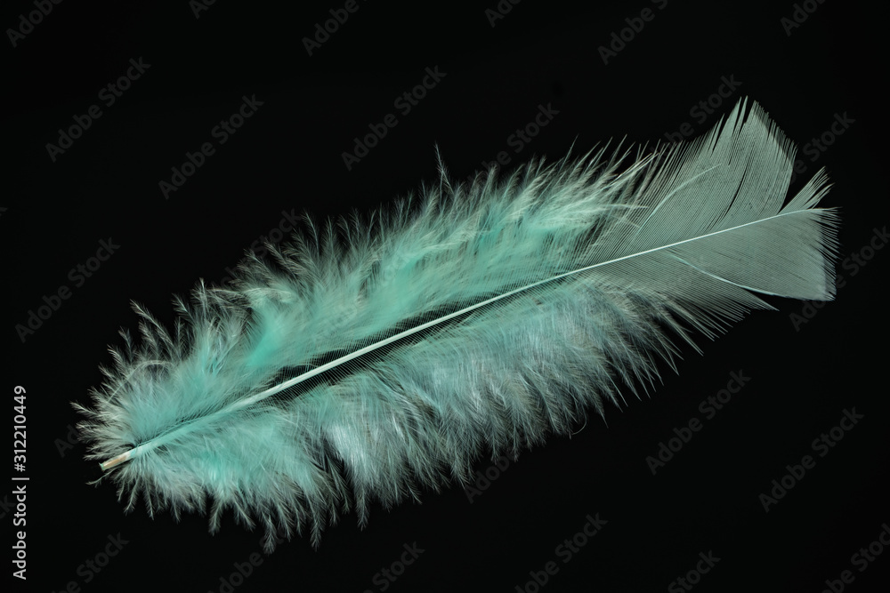 Poster Beautiful Aqua Menthe Bird feather pattern for design texture. Isolated on Black Background