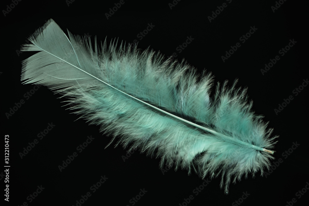 Poster beautiful aqua menthe bird feather pattern for design texture. isolated on black background