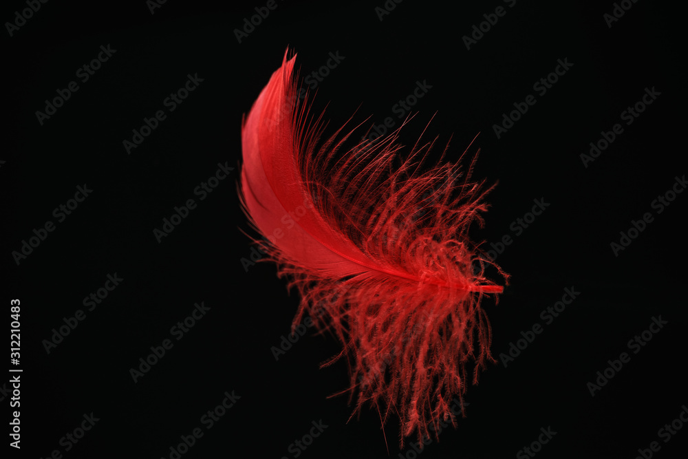 Poster Beautiful red Bird feather pattern for design texture. Isolated on Black Background