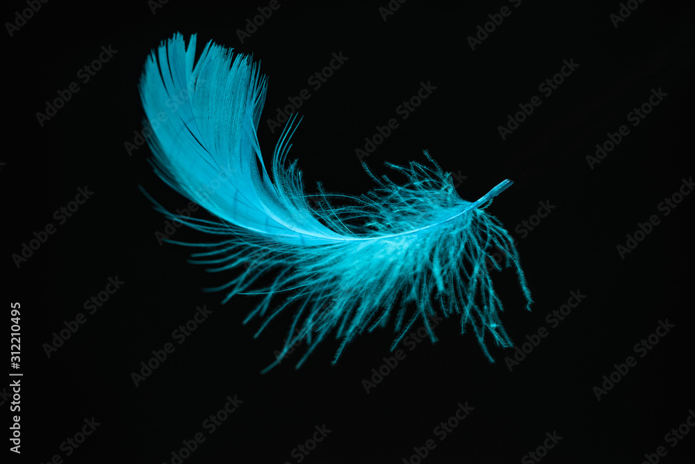 Poster beautiful blue bird feather pattern for design texture. isolated on black background