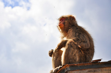 Monkey Kyoto Japan