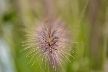 Close-up of Poaceae flower,  above angle view