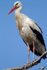 The white stork on a branch