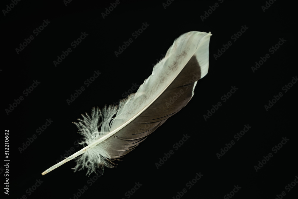 Poster Beautiful duck Bird feather pattern for design texture. Isolated on Black Background