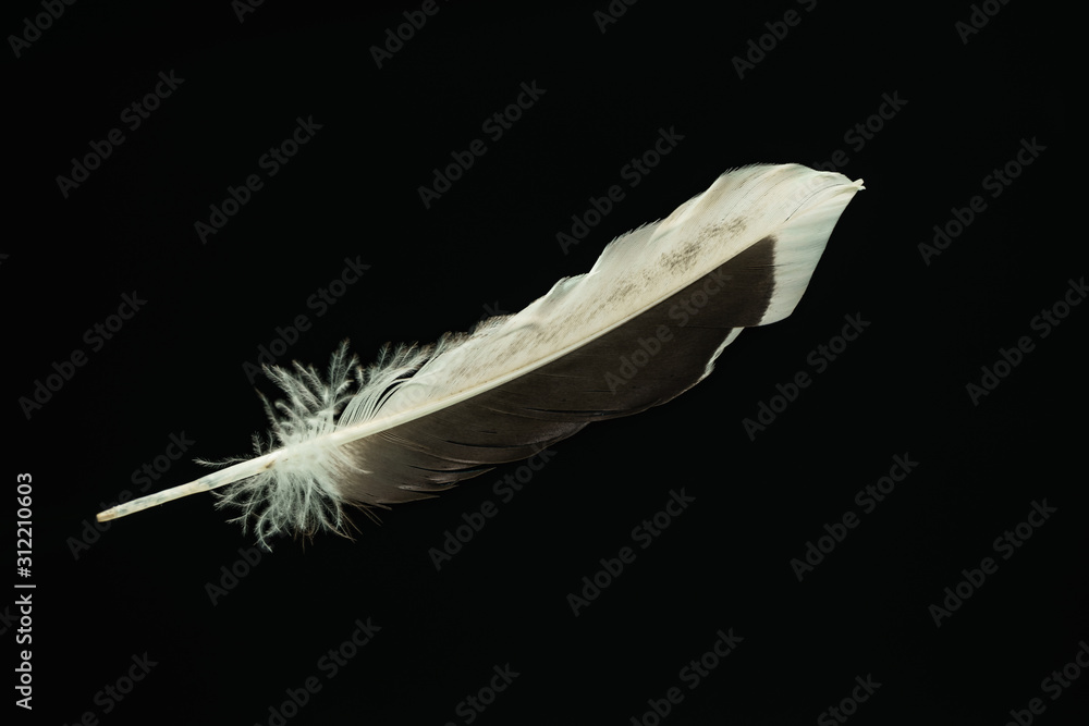 Poster Beautiful duck Bird feather pattern for design texture. Isolated on Black Background