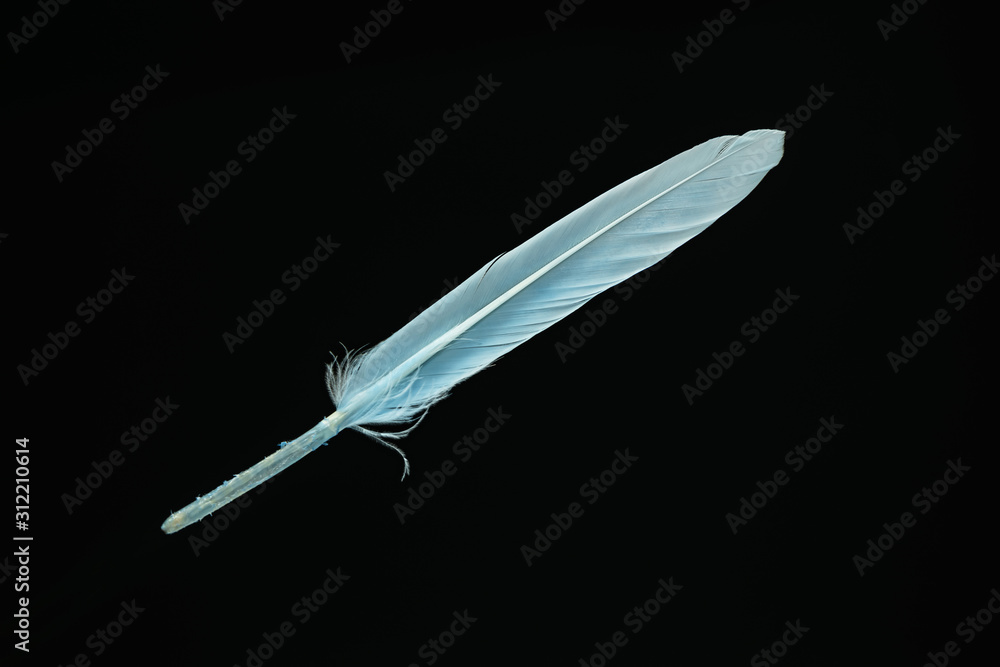 Poster Beautiful blue Bird feather pattern for design texture. Isolated on Black Background
