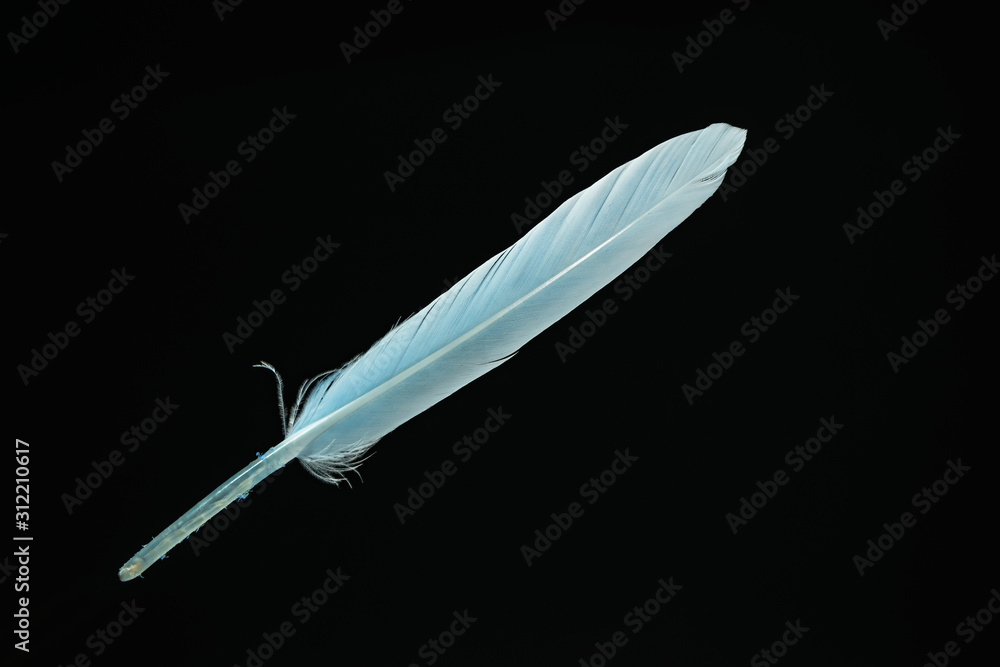 Poster Beautiful blue Bird feather pattern for design texture. Isolated on Black Background
