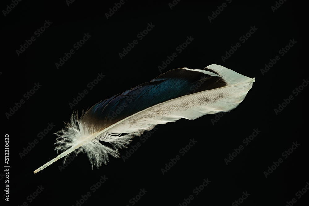 Poster Beautiful duck Bird feather pattern for design texture. Isolated on Black Background