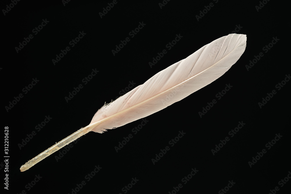 Poster Beautiful pink Bird feather pattern for design texture. Isolated on Black Background