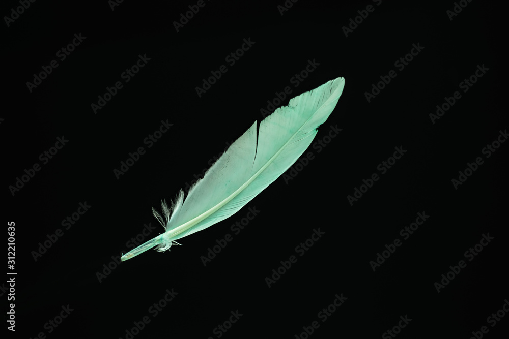 Poster Beautiful green Bird feather pattern for design texture. Isolated on Black Background